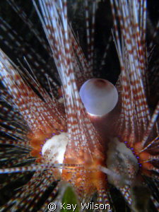 Magnificent Urchin Sea and Sea DX1G / YS110a by Kay Wilson 